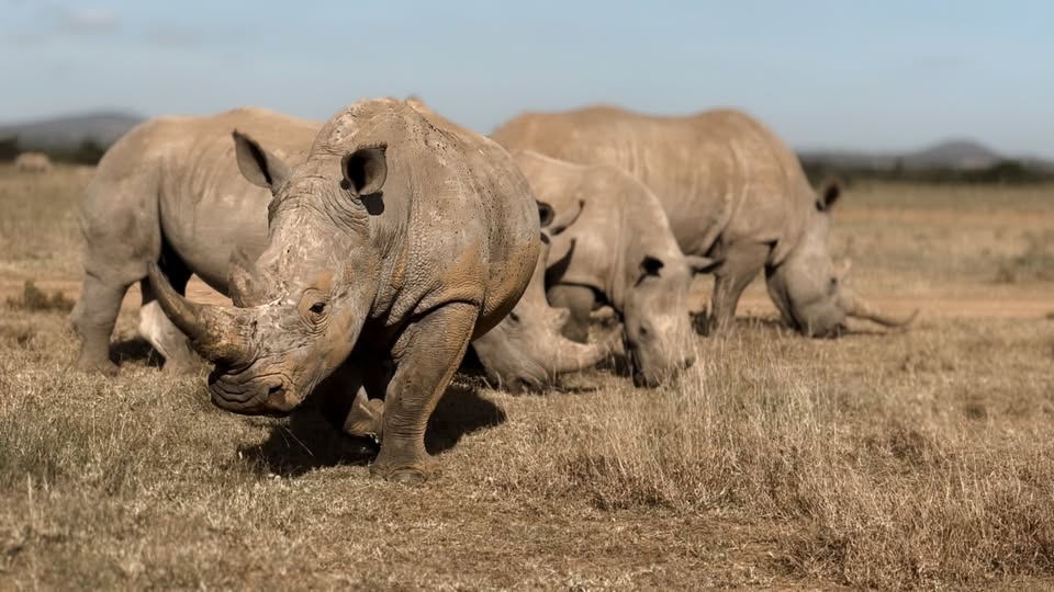 group-of-white-rhinos-grazing-solio-game-reserve-kenya-rhino-watch-lodge