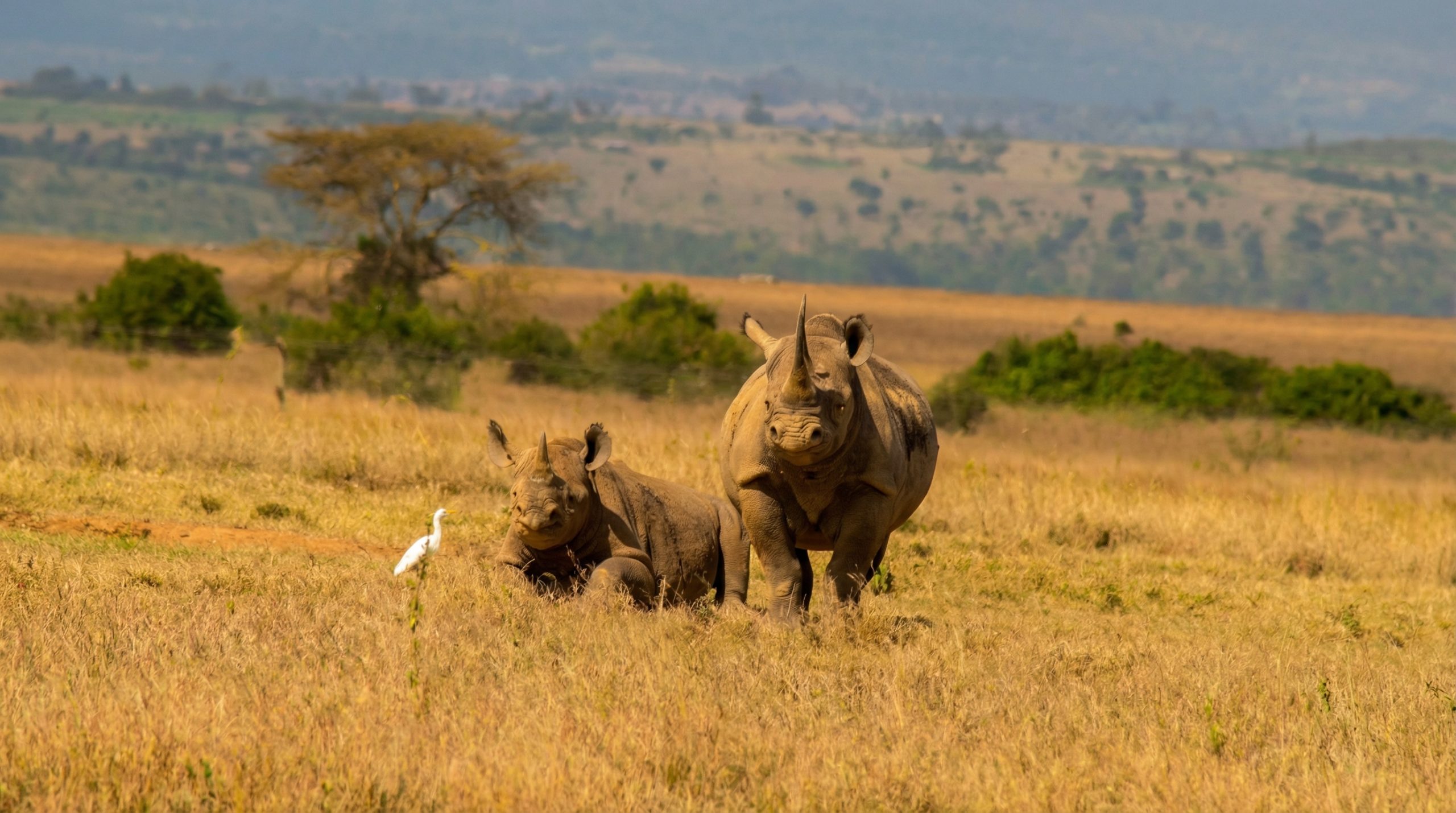 A mother rhino and calf grazing on the open plains of Solio Game Reserve with Mt. Kenya in the background.