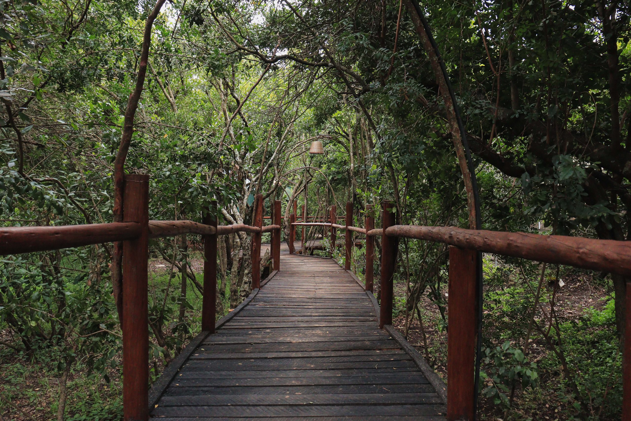 Bird Watching — Rhino Watch