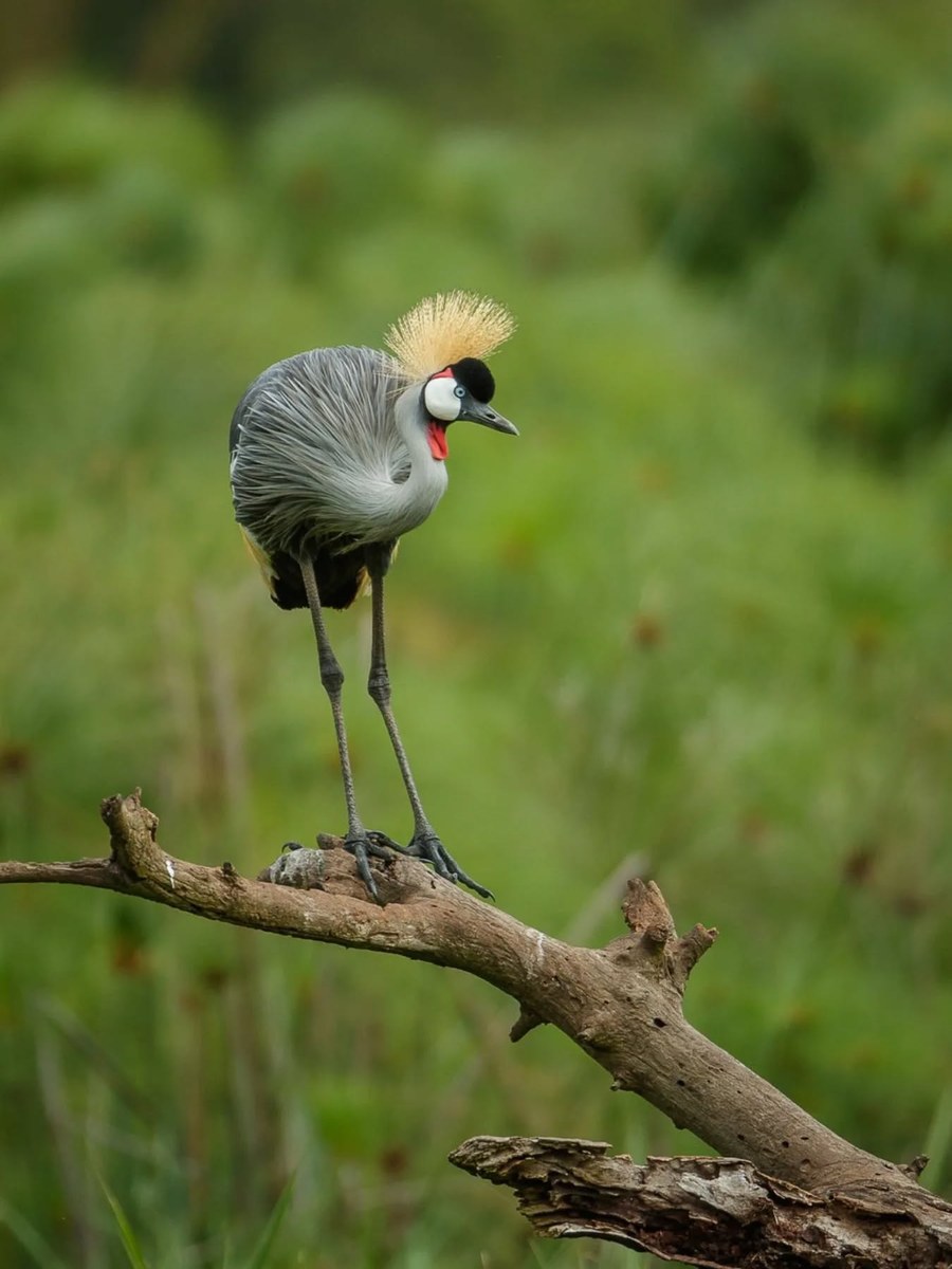 Grey Crowned Crane — bird watching at Rhino Watch Safari Lodge